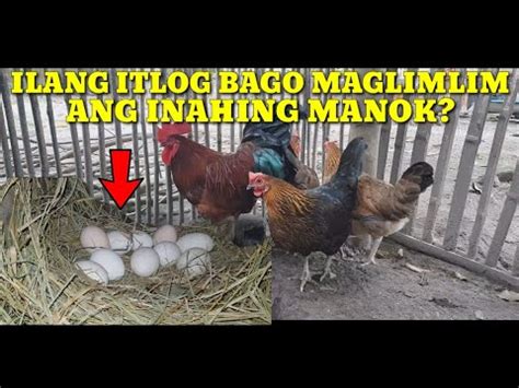 ILANG ITLOG BAGO MAGLIMLIM ANG INAHING NATIVE NA .